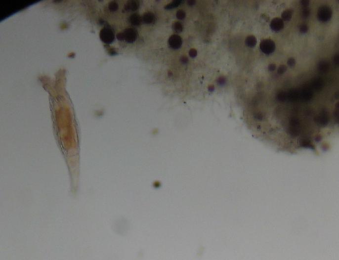 Algae Film with Haematococcus Spores