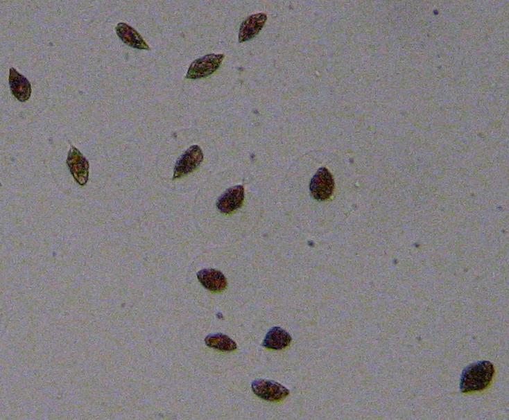 Swimming Haematococcus