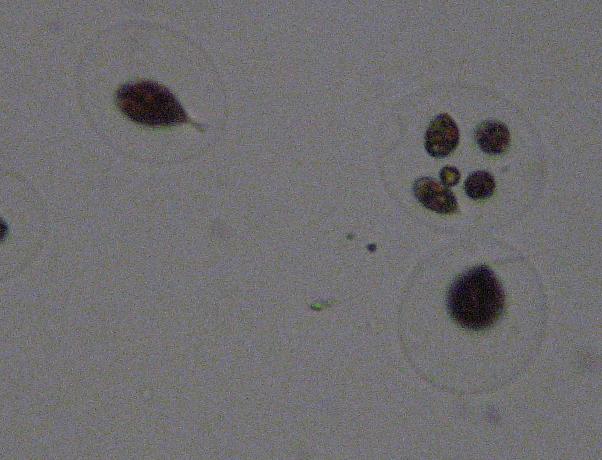 Several Haematococcus in the one Theca